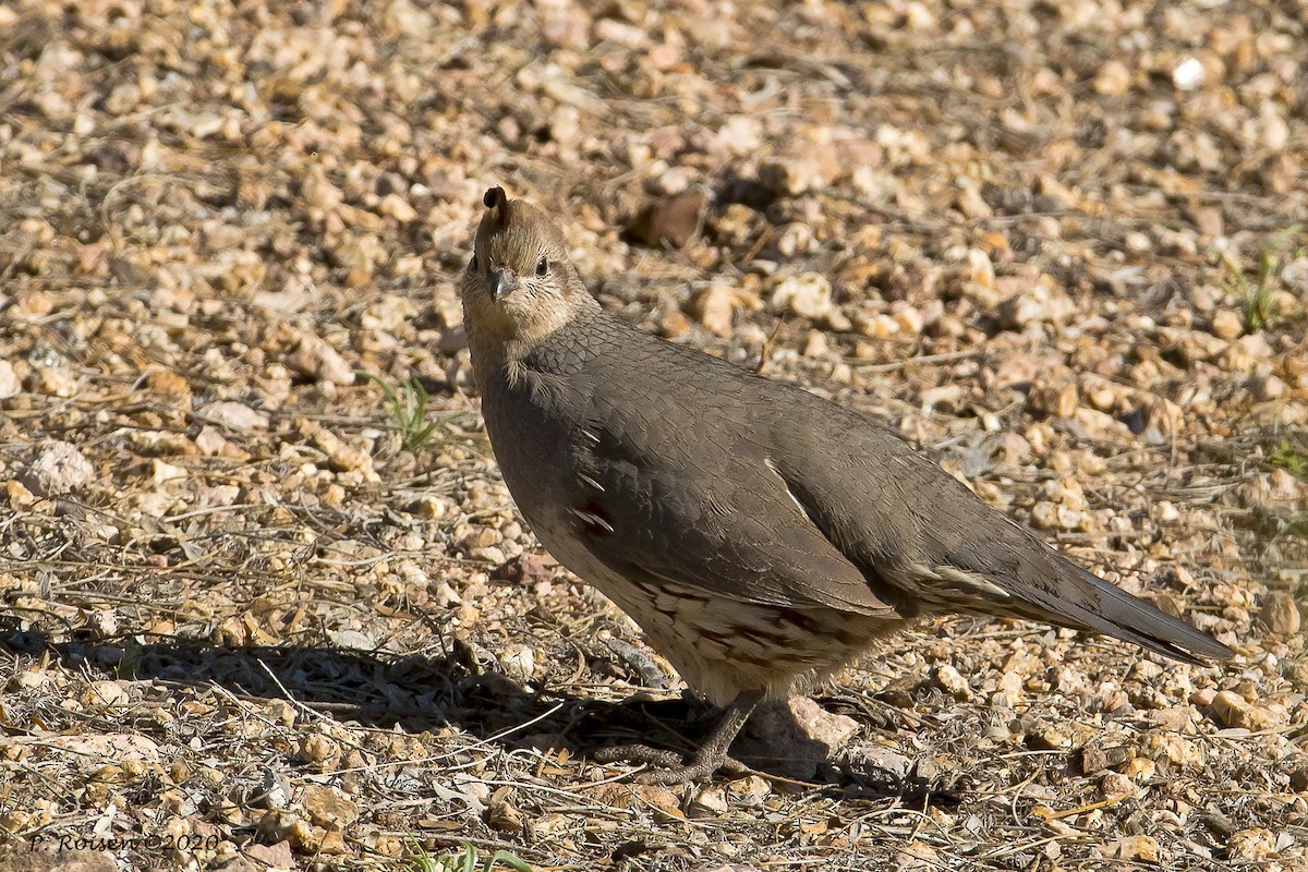 Gambel's Quail - ML620695457