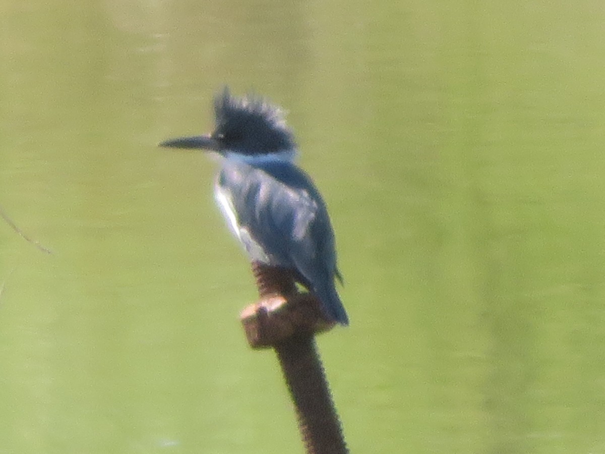 Belted Kingfisher - ML620695463