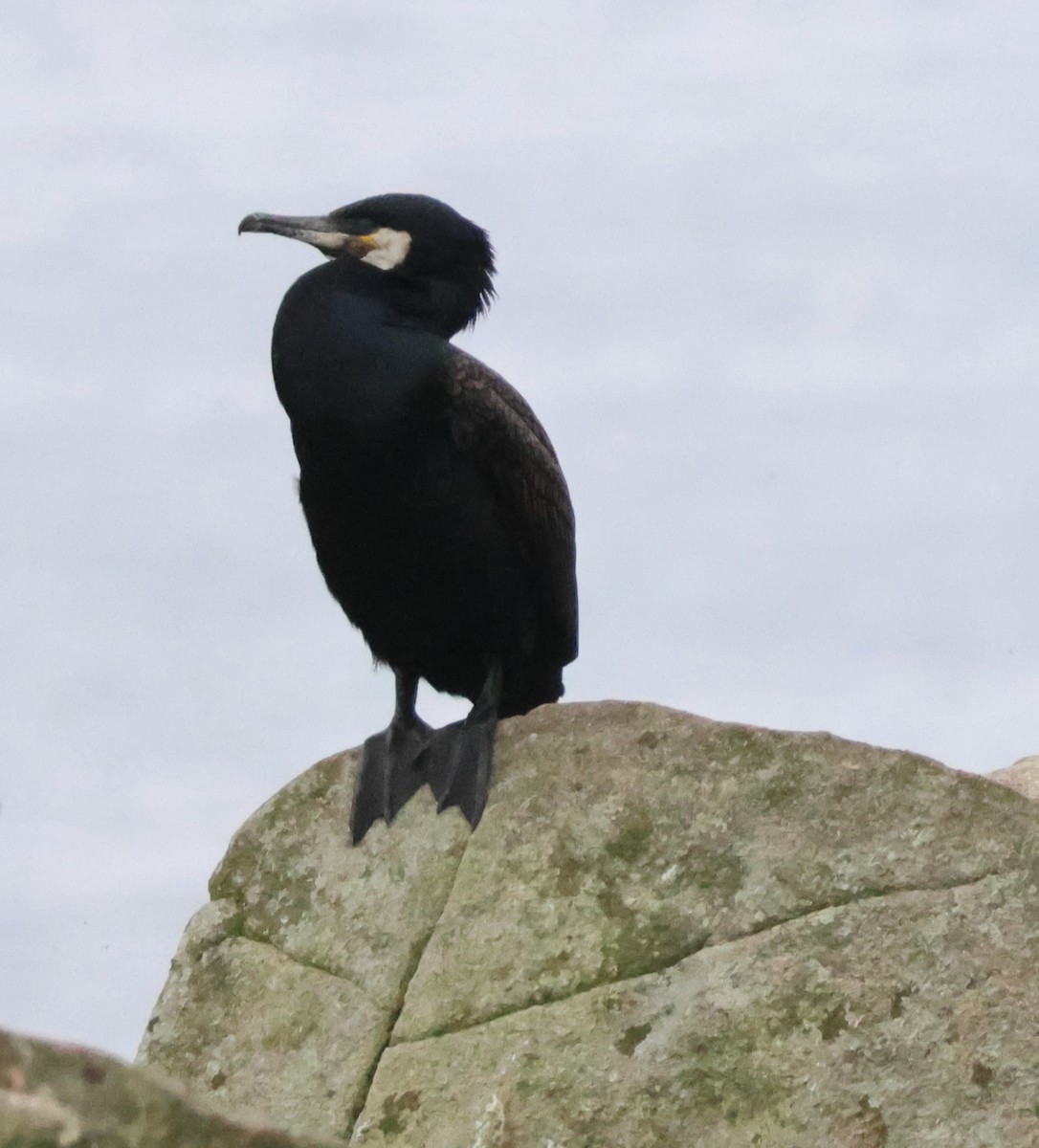 Great Cormorant - Murray DELAHOY