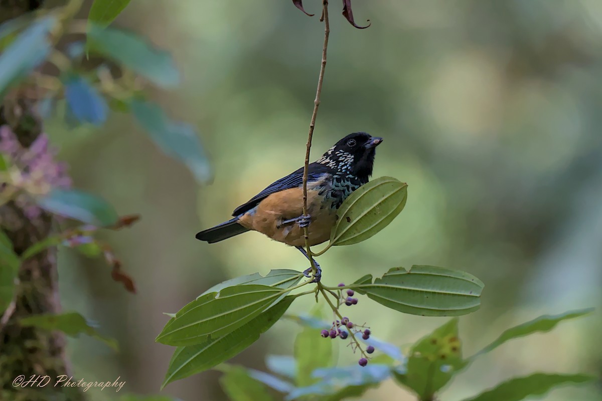 Spangle-cheeked Tanager - ML620695467