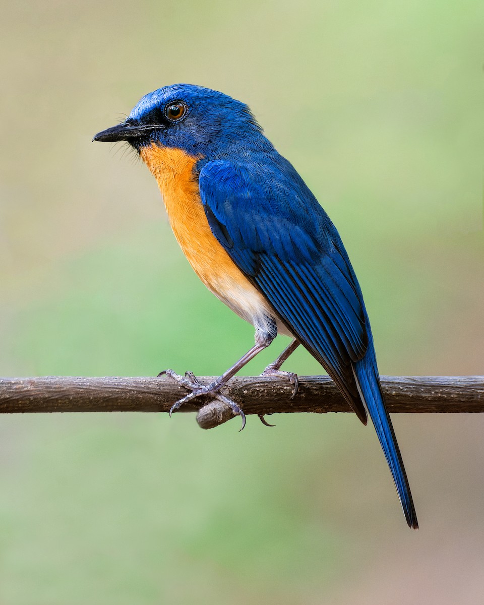 Tickell's Blue Flycatcher - ML620695479