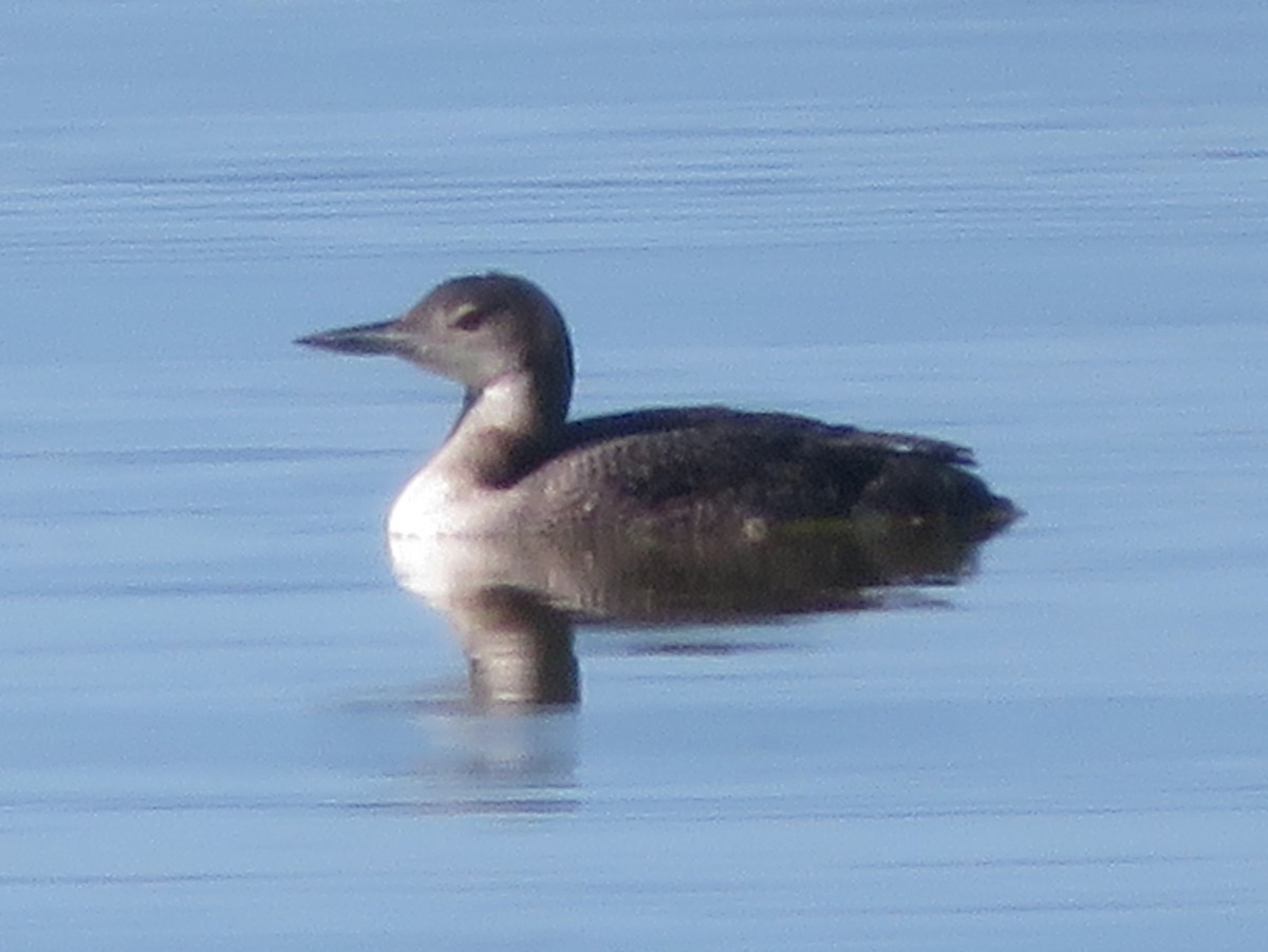 Common Loon - ML620695480