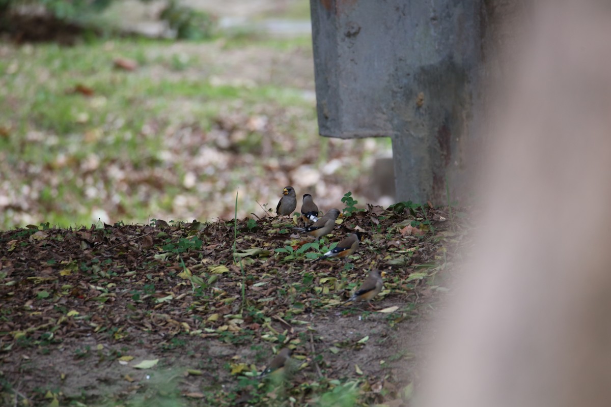 Yellow-billed Grosbeak - ML620695481