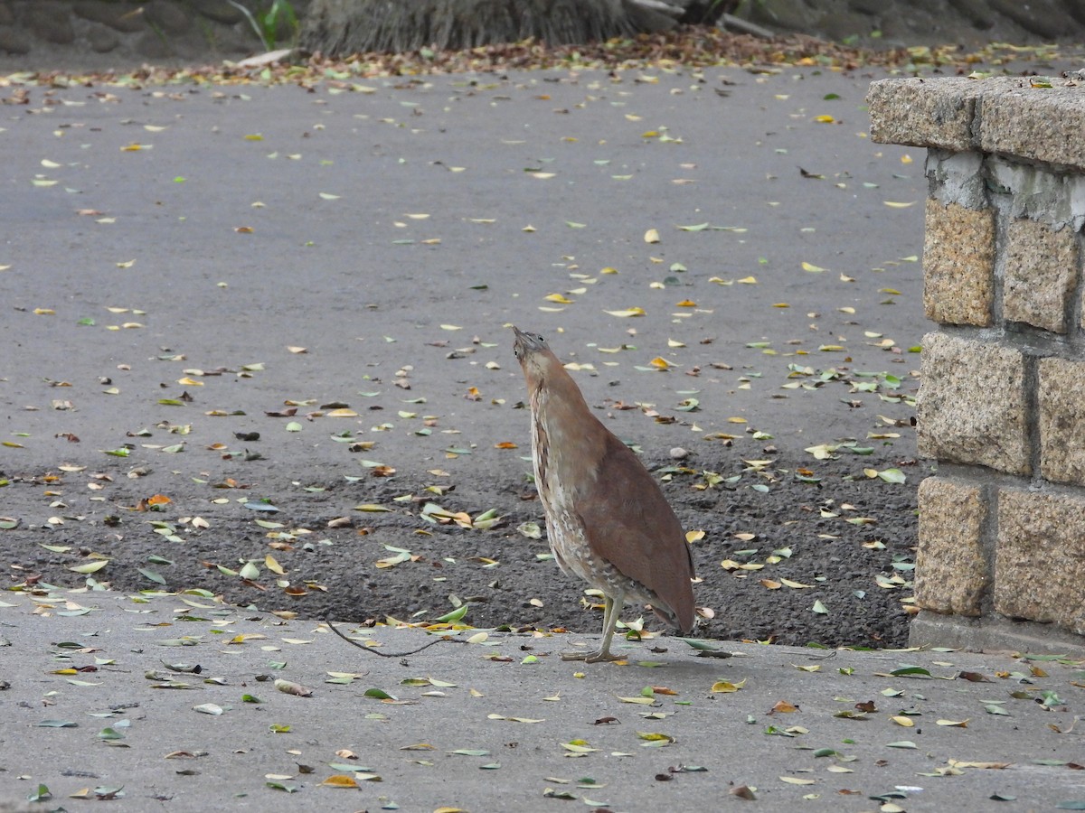 Malayan Night Heron - ML620695482