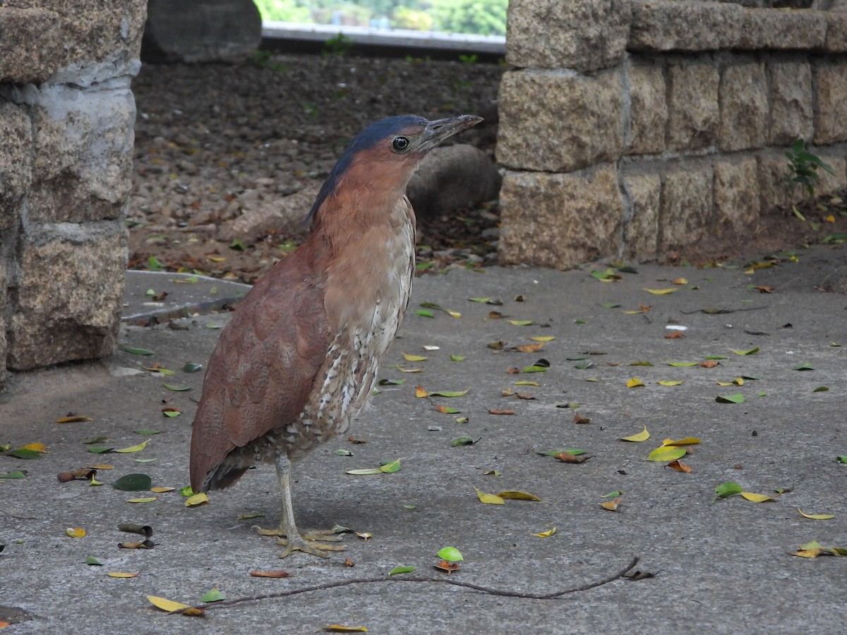 Malayan Night Heron - ML620695483