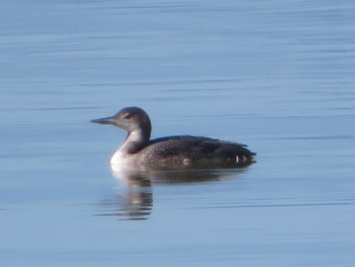 Common Loon - ML620695485