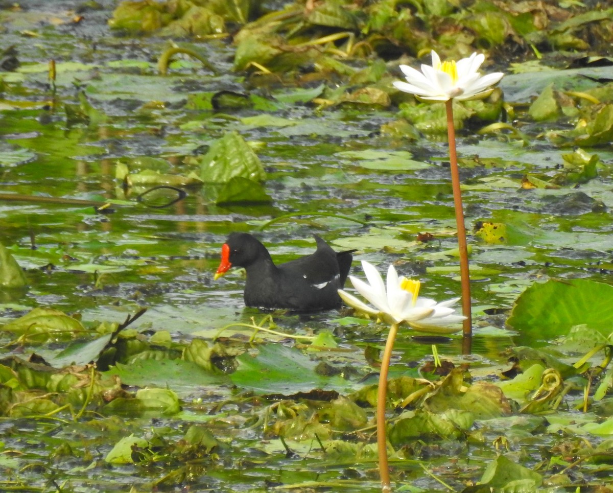 Eurasian Moorhen - ML620695486