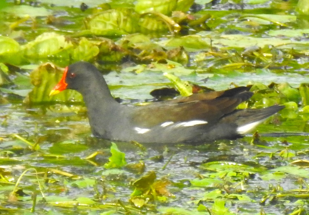 Eurasian Moorhen - ML620695487