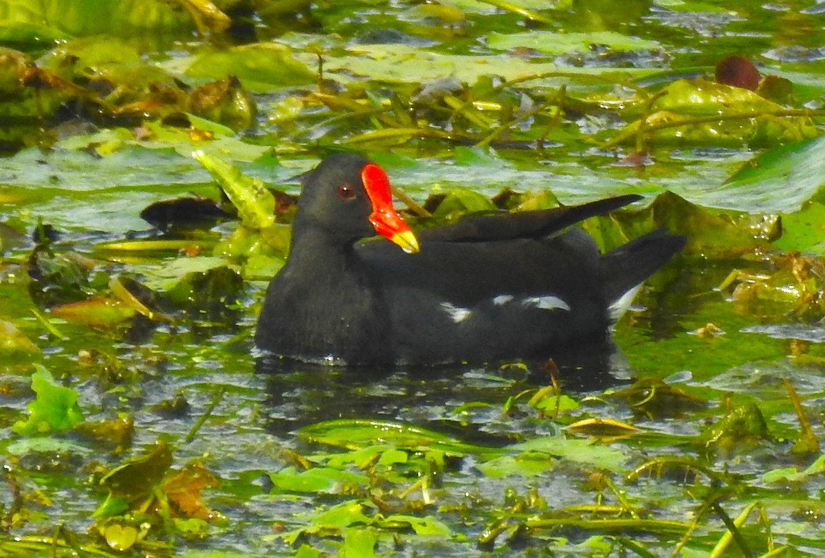 Eurasian Moorhen - G Parameswaran