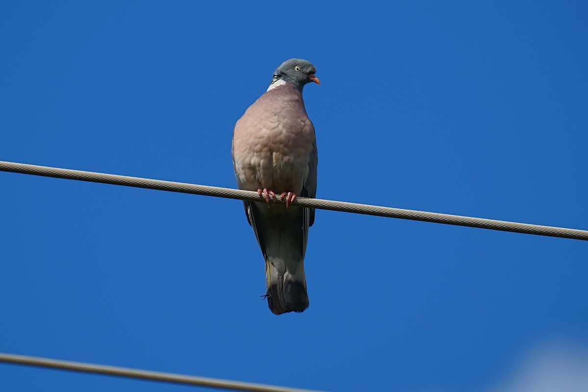 Common Wood-Pigeon - ML620695490