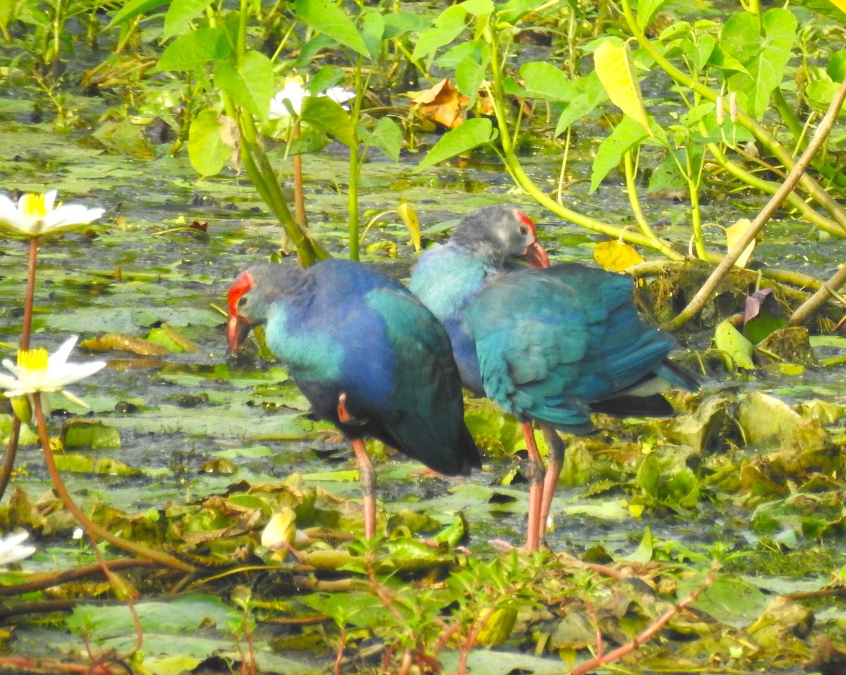 Gray-headed Swamphen - ML620695493