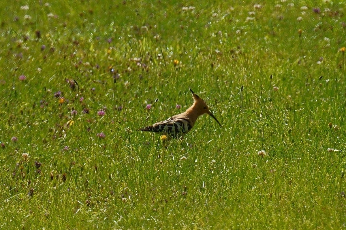 Eurasian Hoopoe - ML620695497