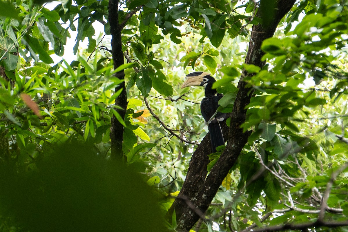 Malabar Pied-Hornbill - ML620695500