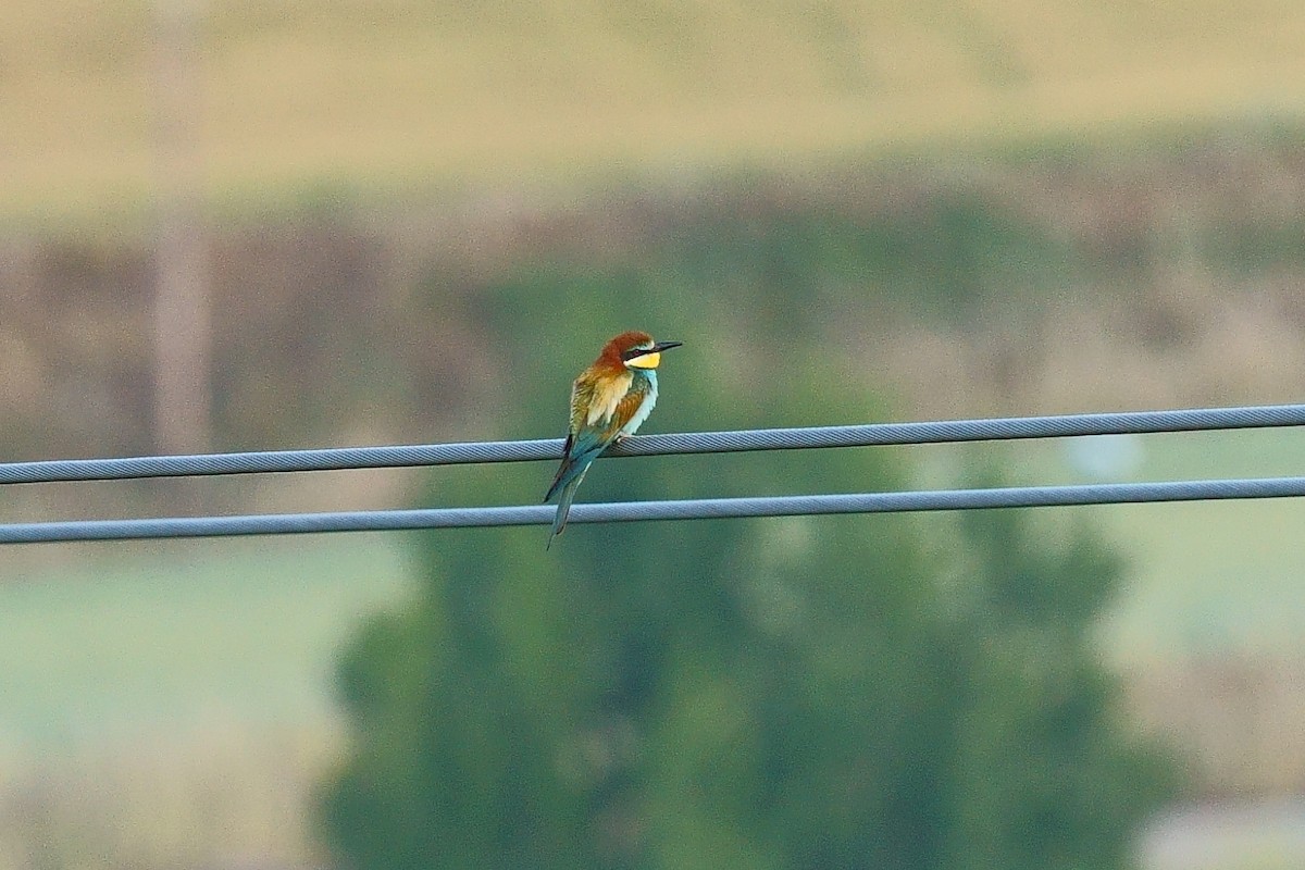 European Bee-eater - ML620695501