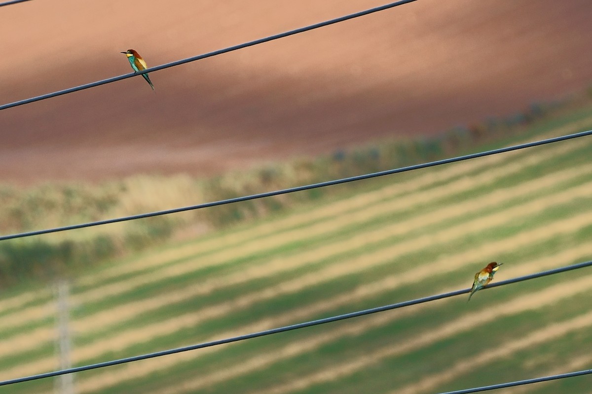 European Bee-eater - Javier Martinez