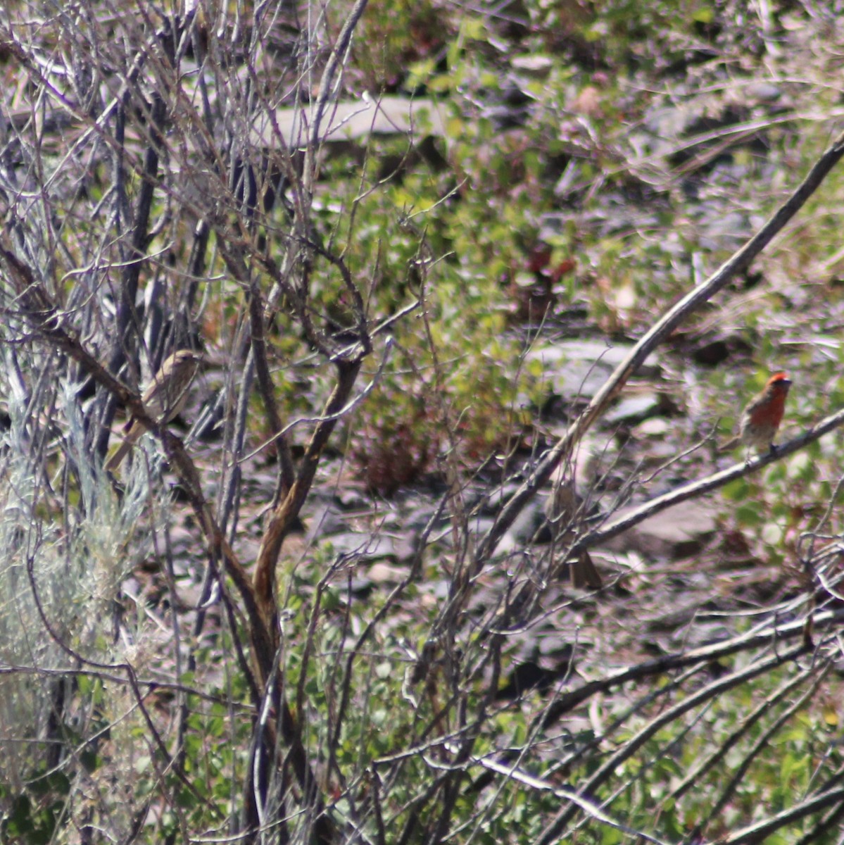 House Finch - Marsha Painter