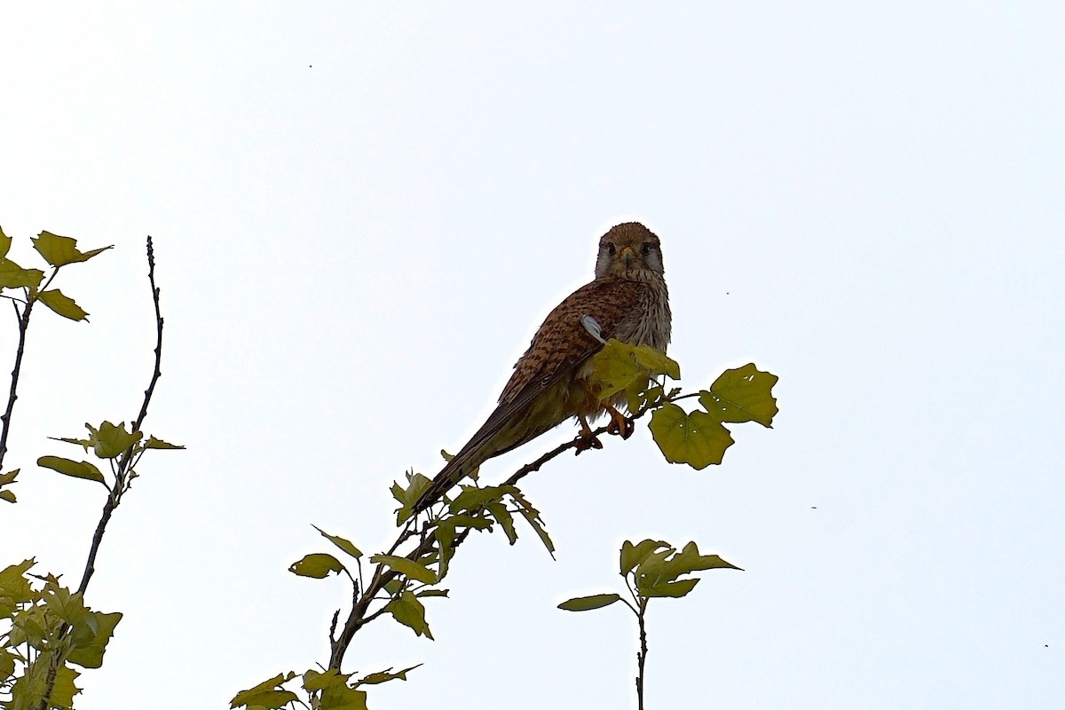 Eurasian Kestrel - ML620695505