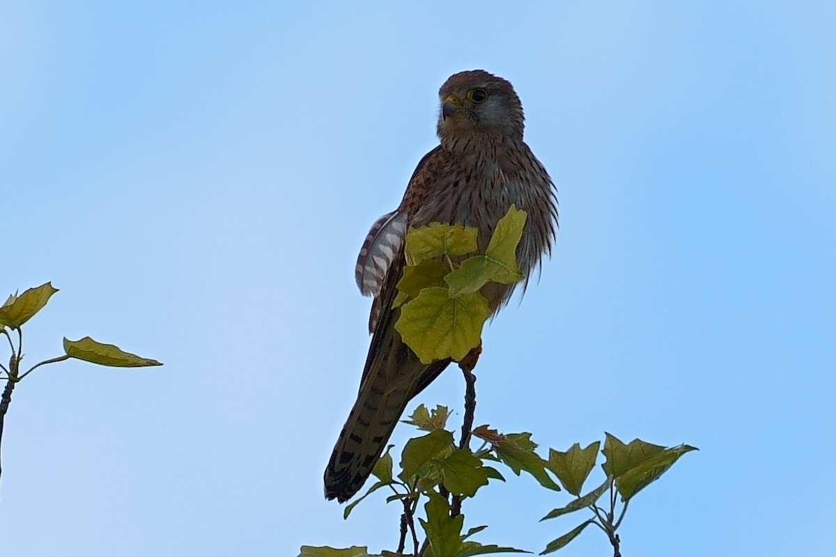 Eurasian Kestrel - ML620695506