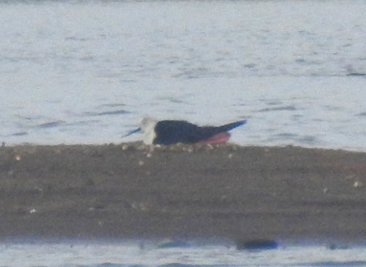 Black-winged Stilt - G Parameswaran