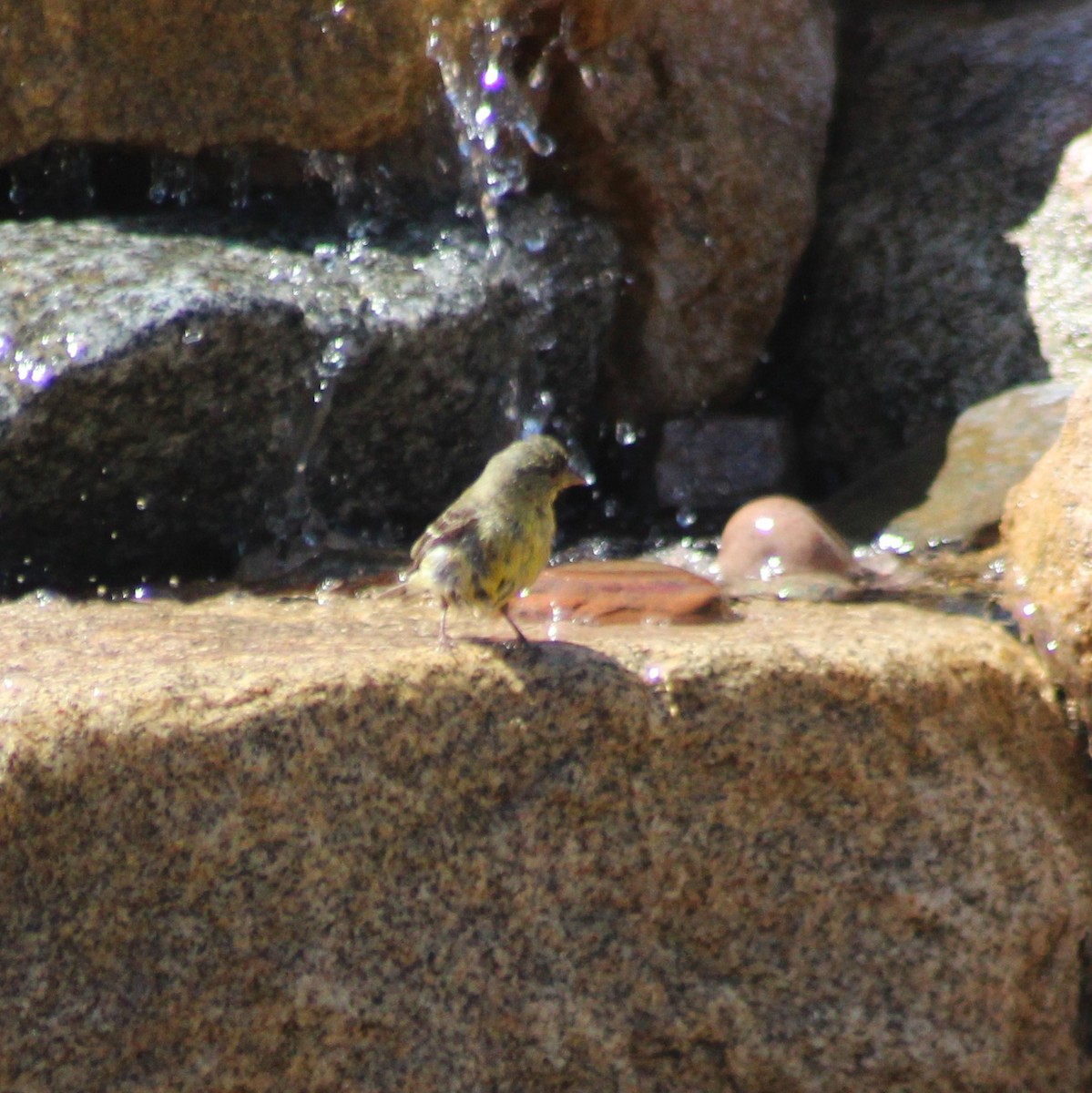 Lesser Goldfinch - Marsha Painter