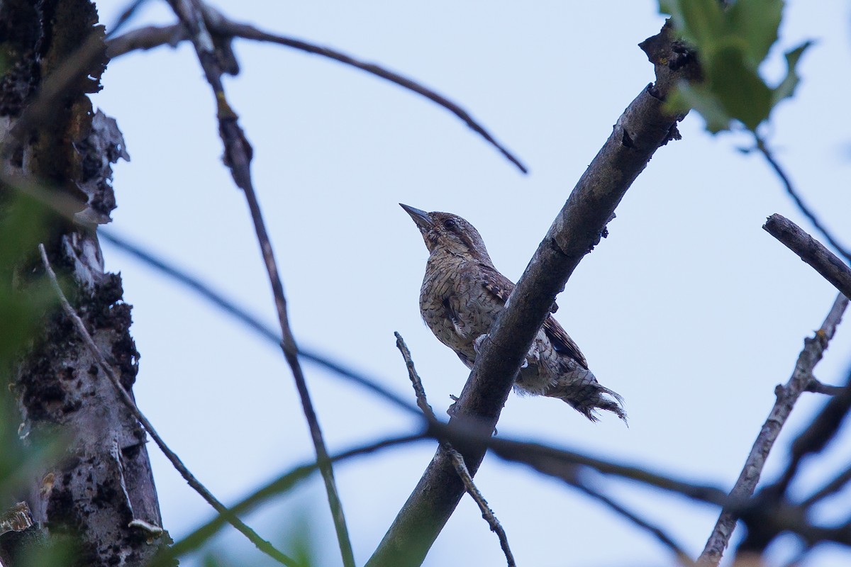 Eurasian Wryneck - ML620695511