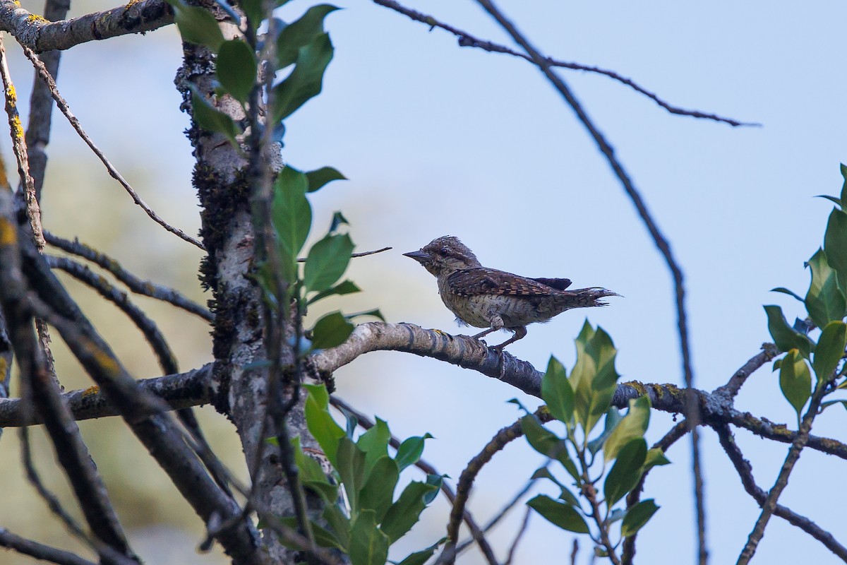 Eurasian Wryneck - ML620695514