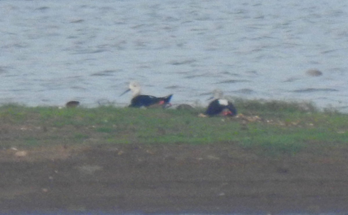 Black-winged Stilt - ML620695518