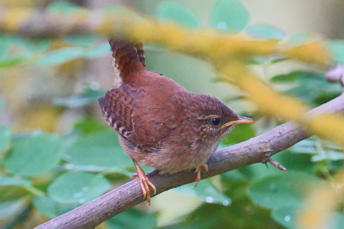 Eurasian Wren - ML620695524