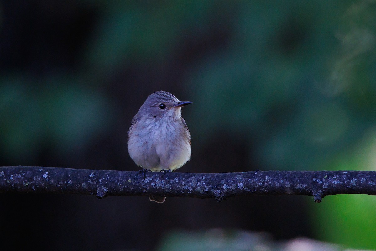 Spotted Flycatcher - ML620695525