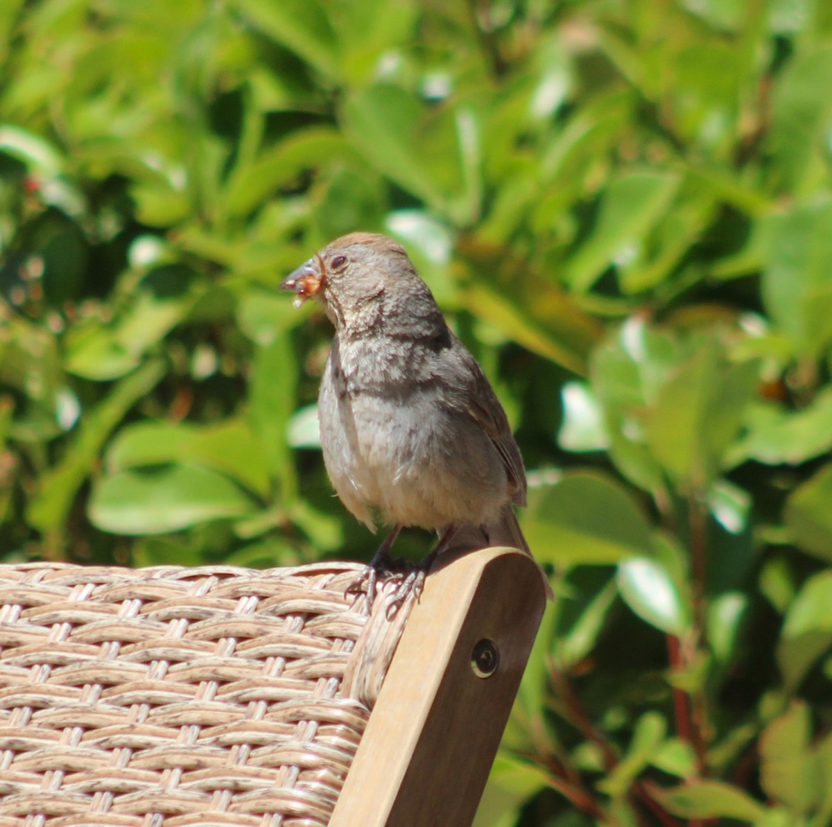 Canyon Towhee - ML620695526