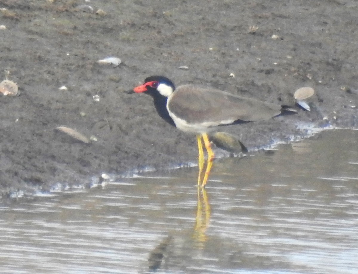 Red-wattled Lapwing - ML620695528