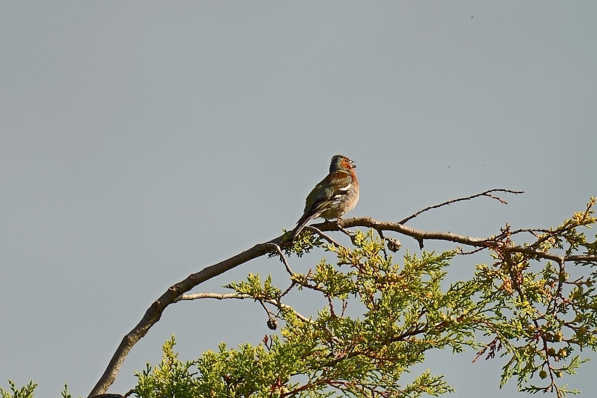 Common Chaffinch - ML620695530