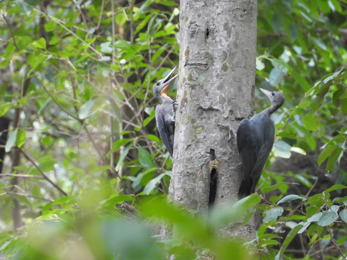 Great Slaty Woodpecker - ML620695531