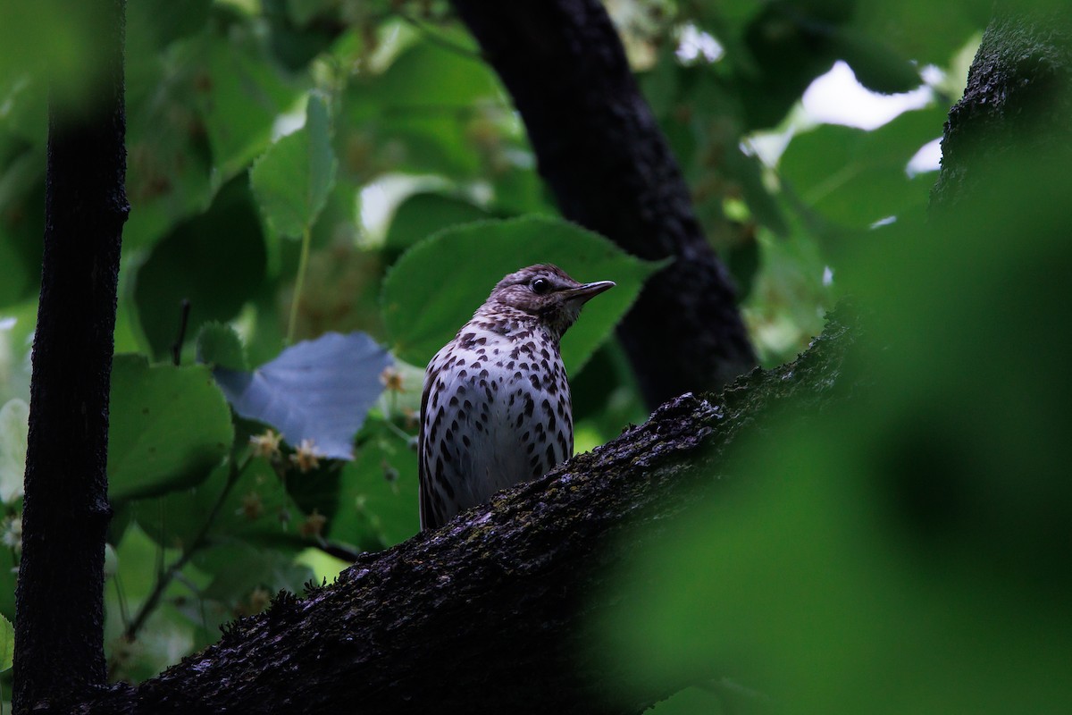 Song Thrush - ML620695532