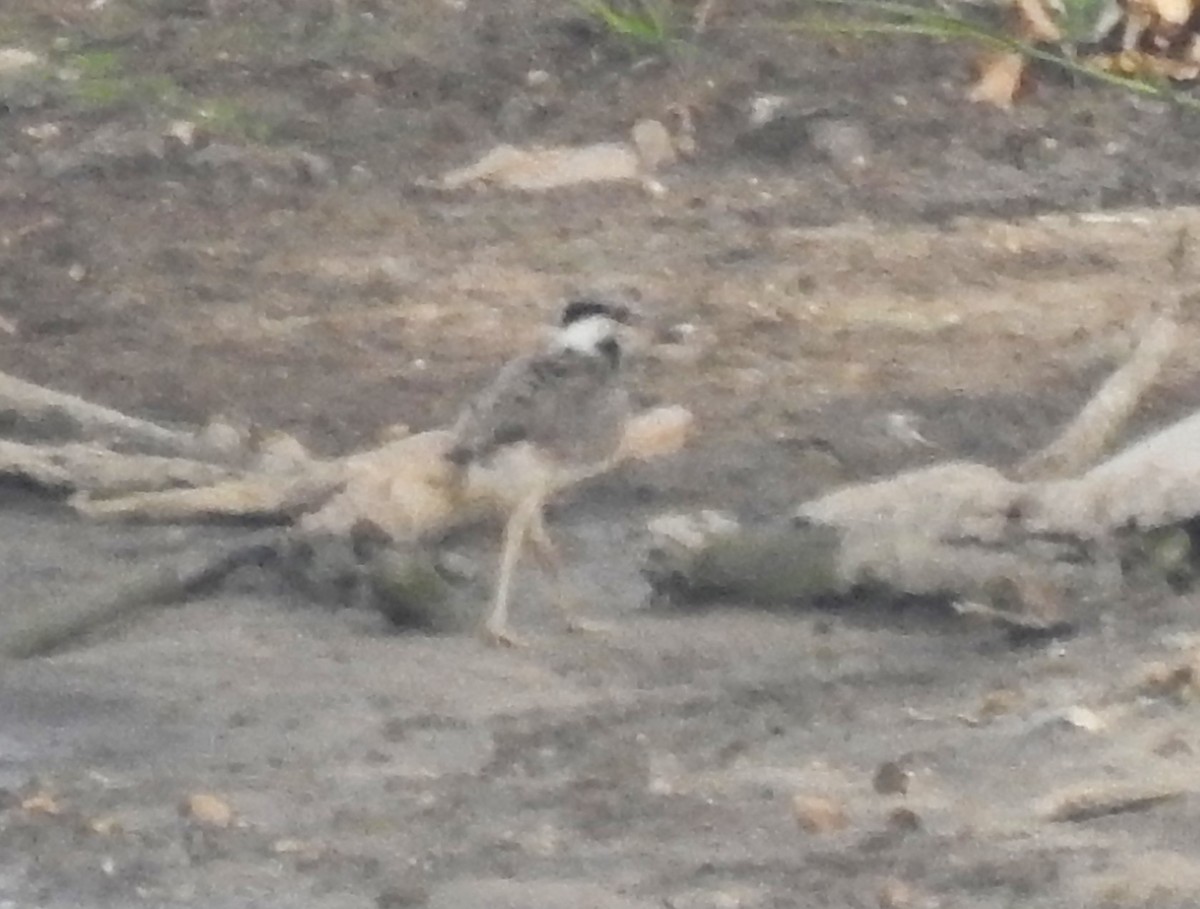 Red-wattled Lapwing - ML620695535