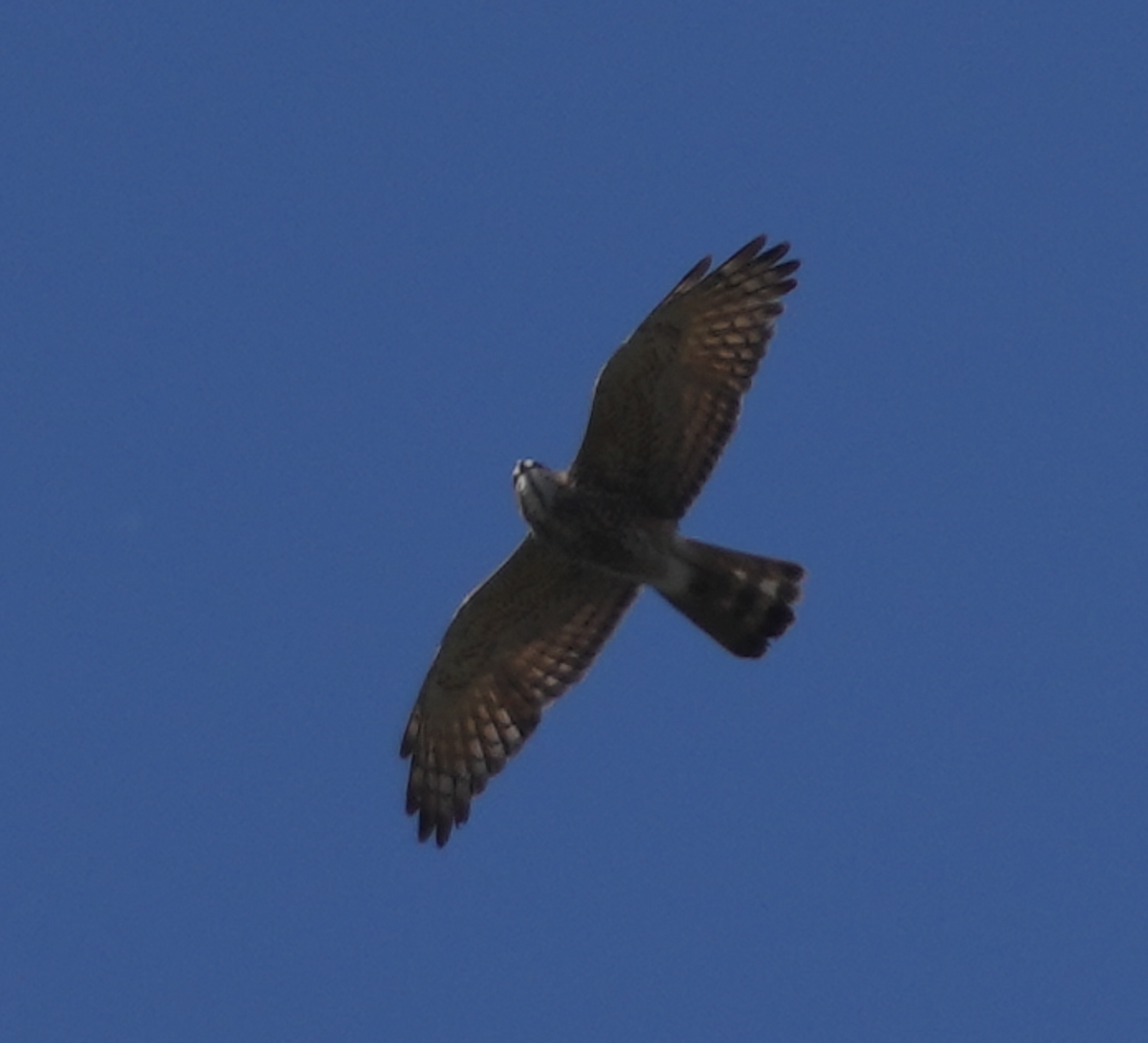 Gray-faced Buzzard - ML620695536