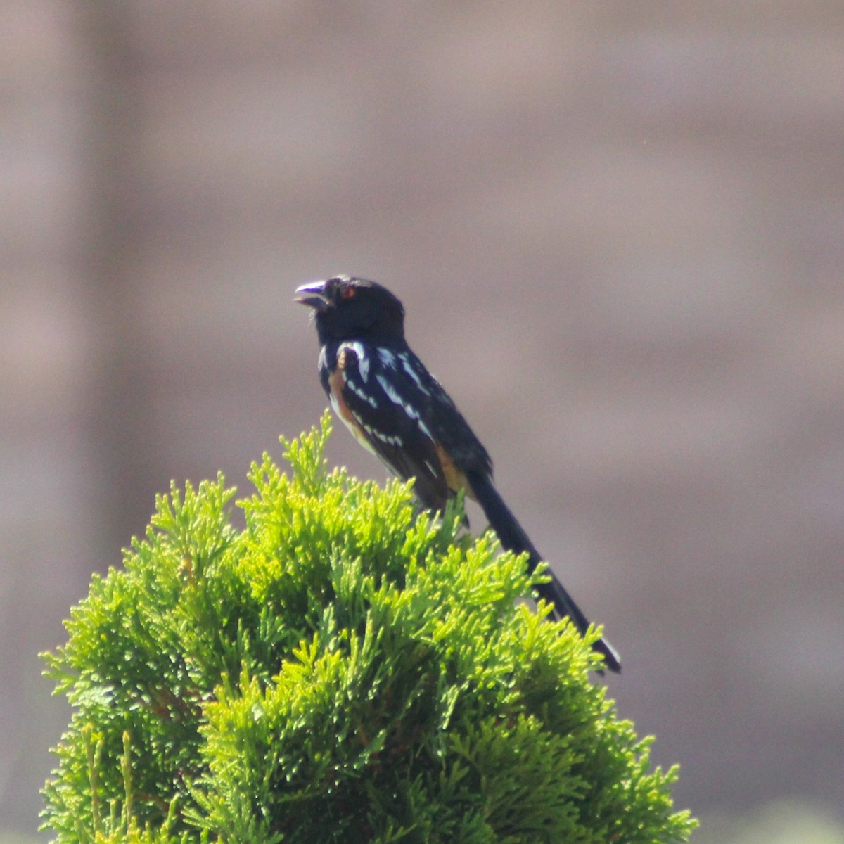 Spotted Towhee - ML620695539