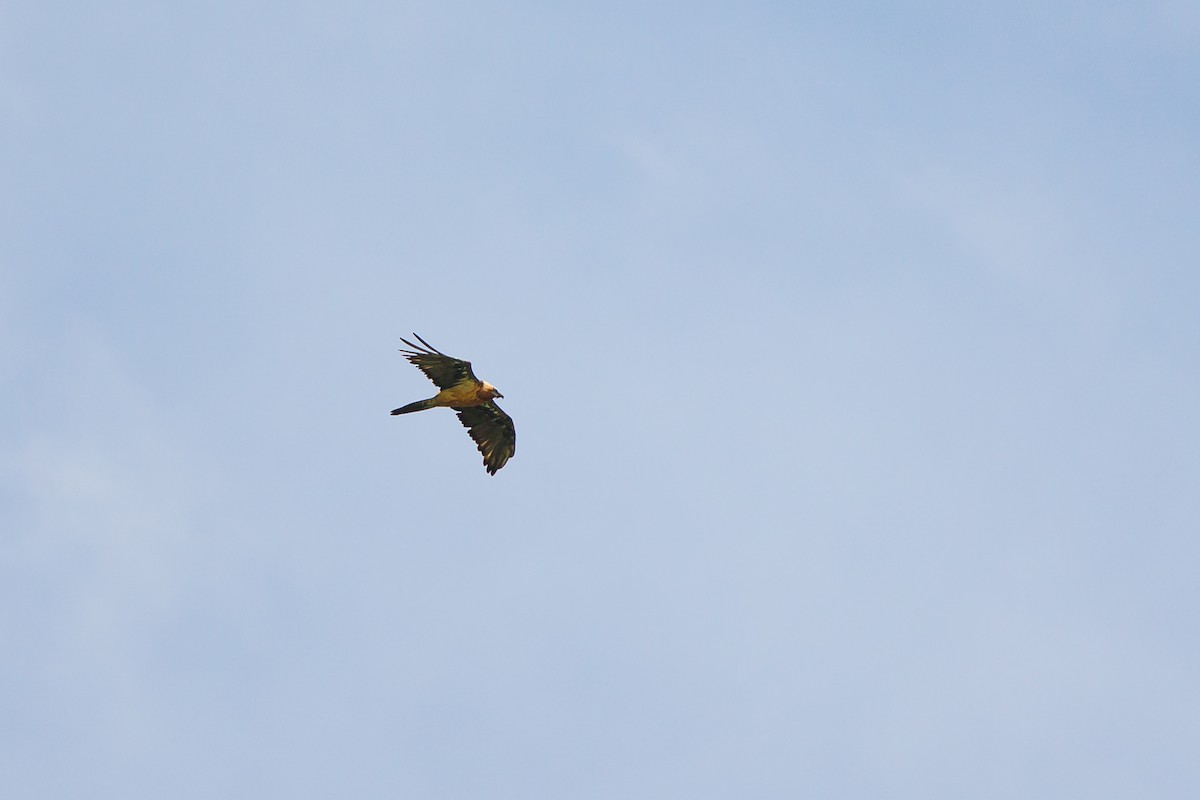 Bearded Vulture - ML620695541