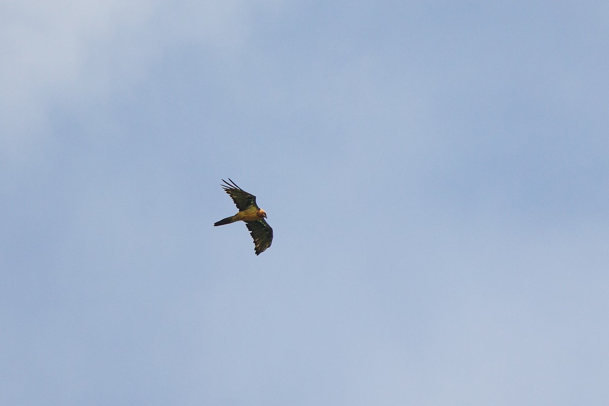 Bearded Vulture - ML620695542