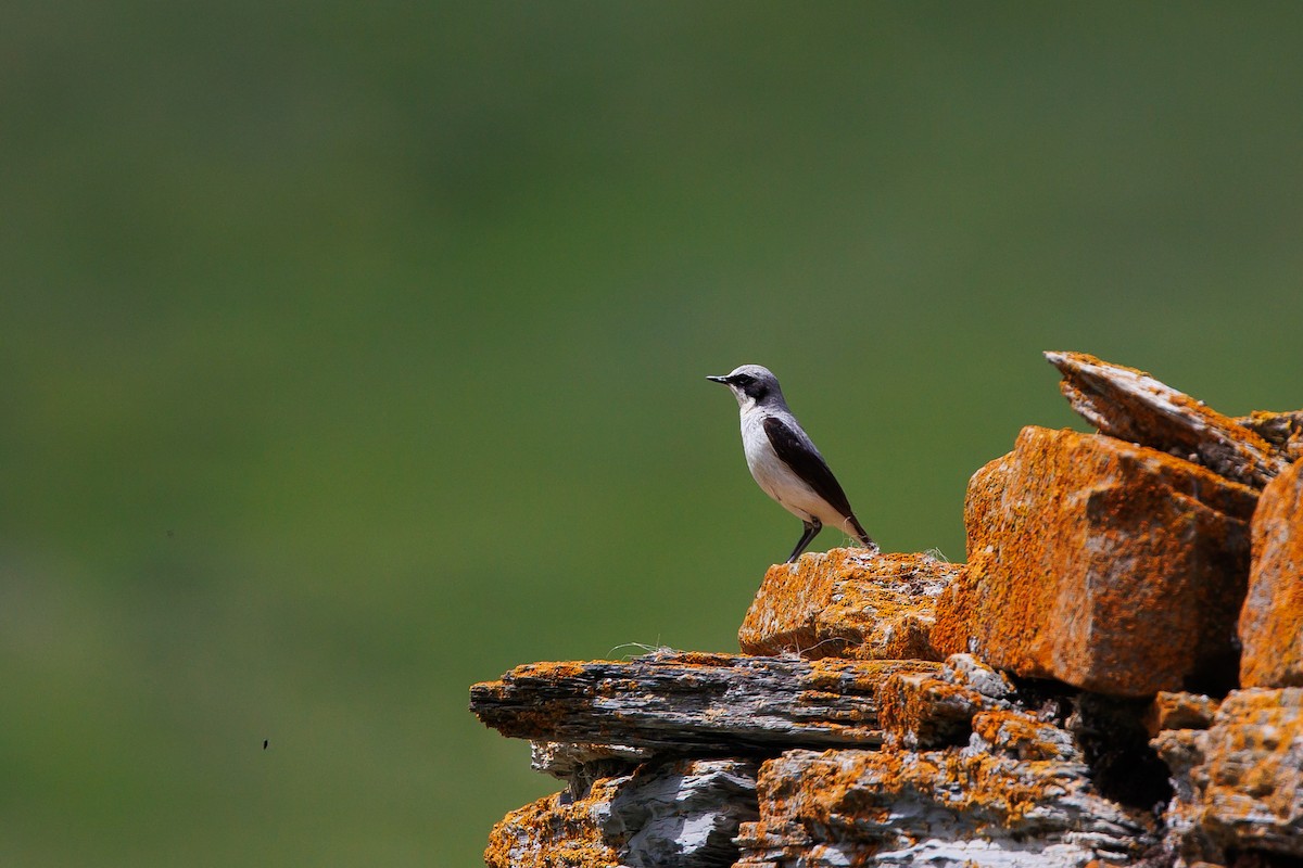 Northern Wheatear - ML620695545