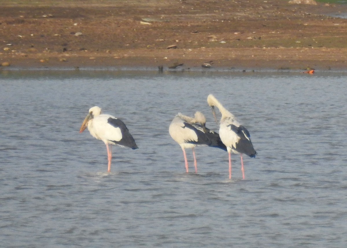 Asian Openbill - ML620695546