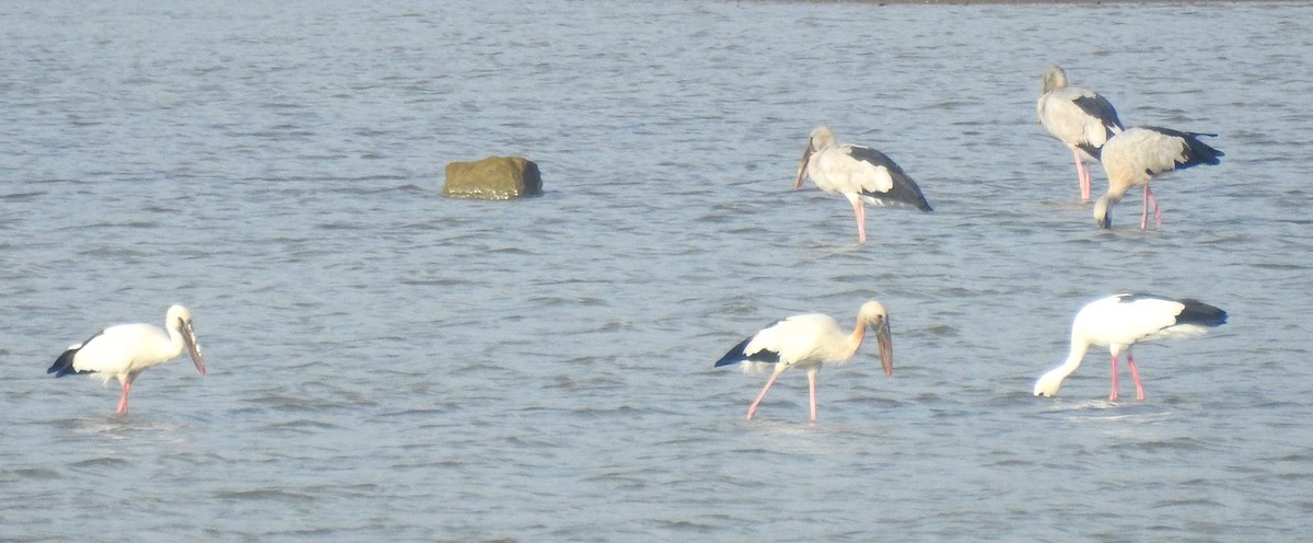 Asian Openbill - ML620695547