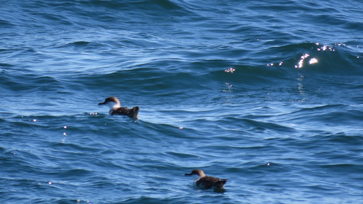 Great Shearwater - Oliver  Komar