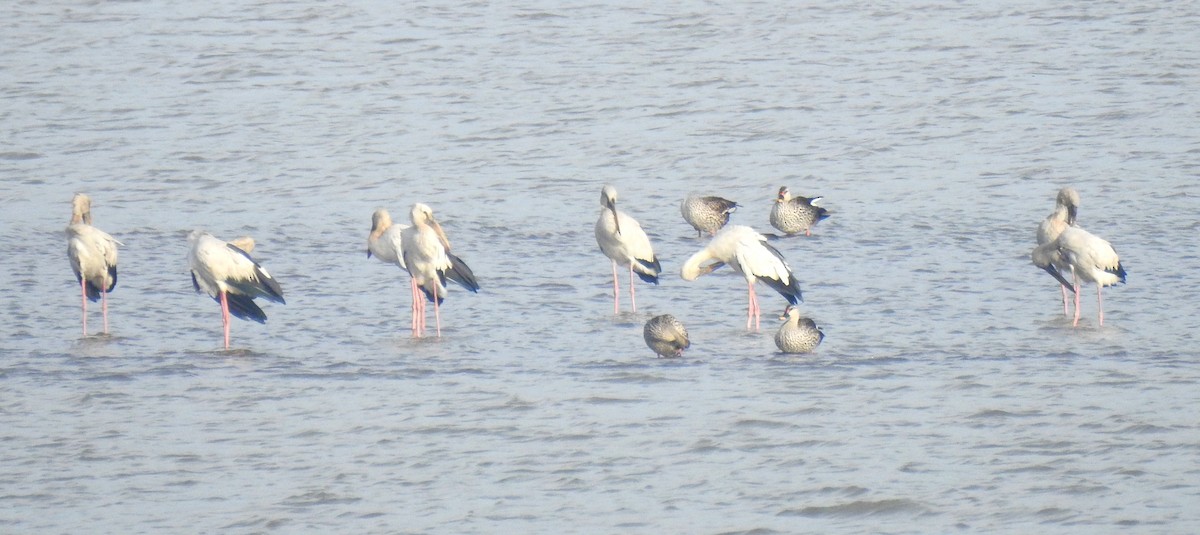 Asian Openbill - ML620695554