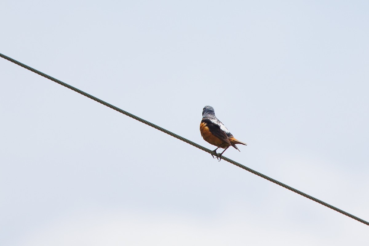 Rufous-tailed Rock-Thrush - ML620695555