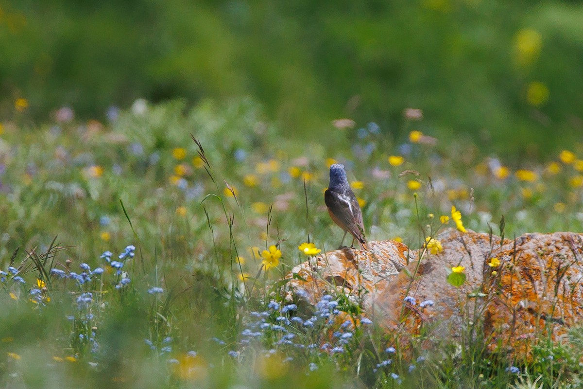 Rufous-tailed Rock-Thrush - ML620695556