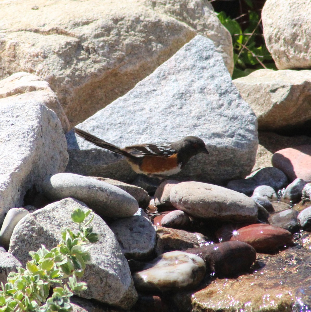 Spotted Towhee - ML620695557