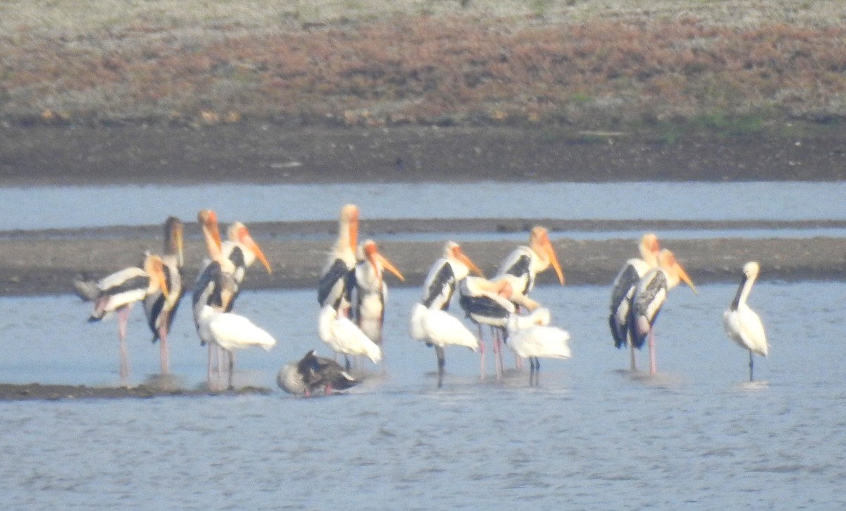 Painted Stork - ML620695559