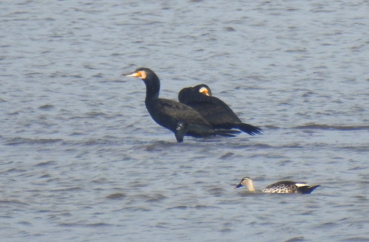 Great Cormorant - ML620695561