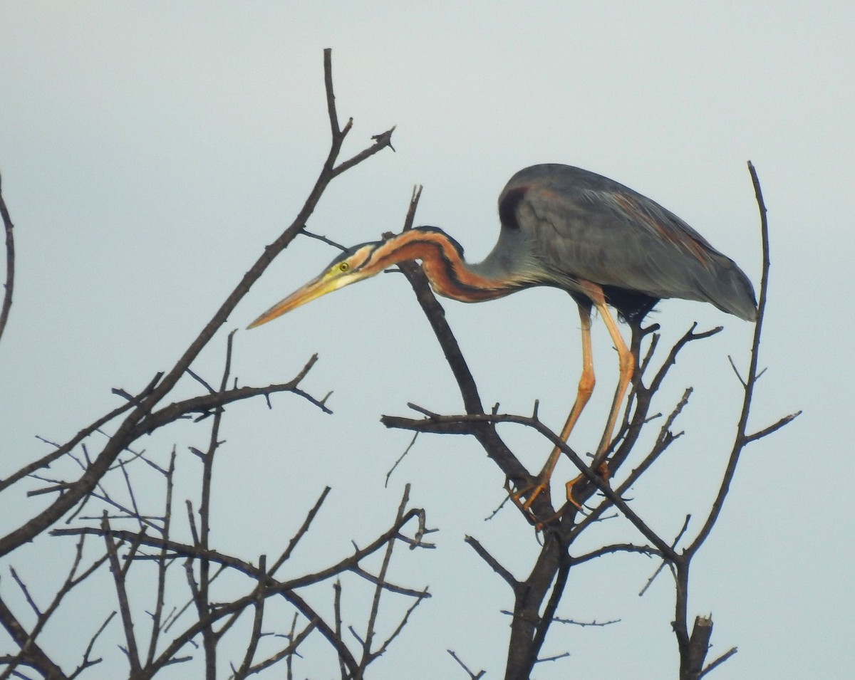 Purple Heron - ML620695565